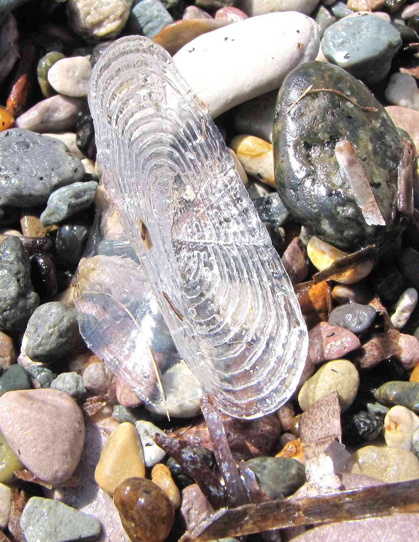 Velella velella (Linnaeus, 1758)